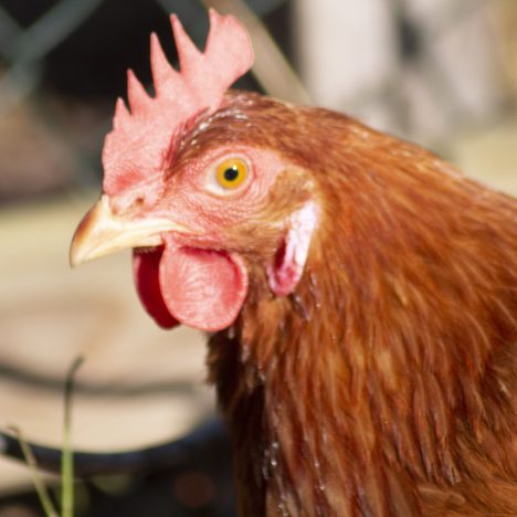 Il est 5 heures ….