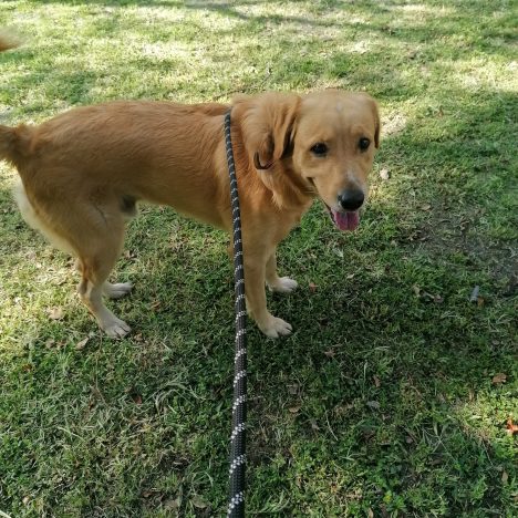 Un plat typique de l’indépendance du Mexique.